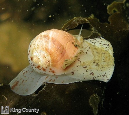Photo of Aleutian Moonsnail - Cryptonatica aleutica